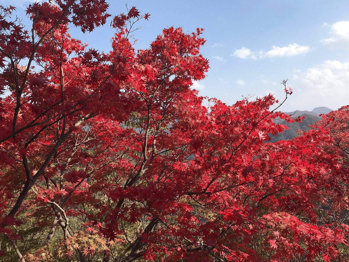 krasnye-kleny-koreya.png